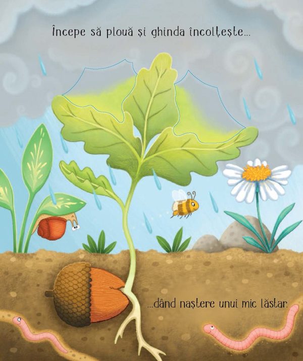 Cicluri de viață. Copăcelul (Usborne)