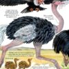 Marea carte a animalelor (Usborne)