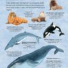 Marea carte a animalelor din mari și oceane (Usborne)