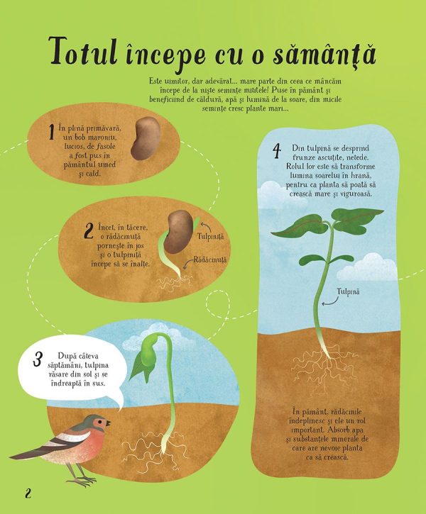 Totul incepe cu o sămânța... (Usborne)