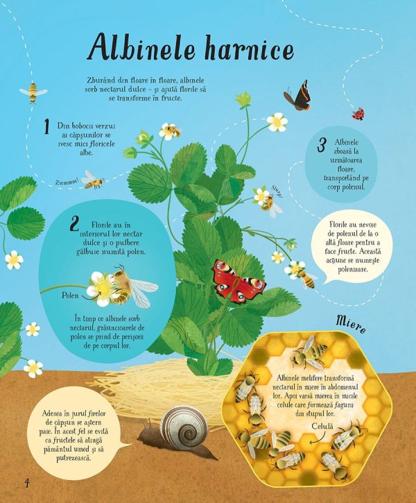 Totul incepe cu o sămânța... (Usborne)