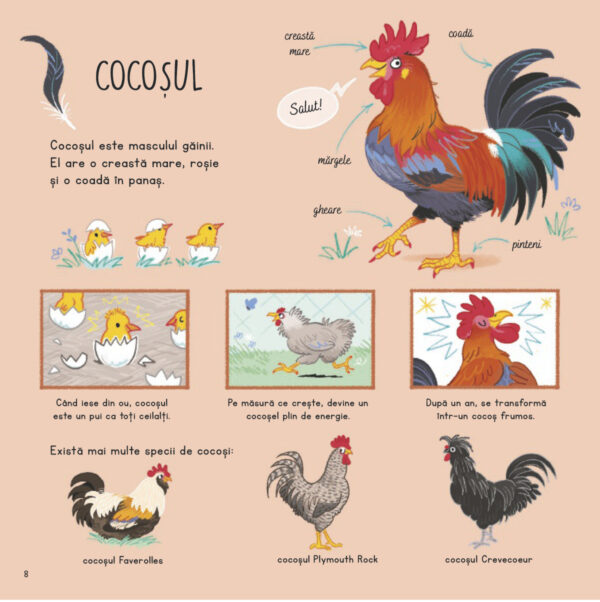 ce-stii-despre-puii-de-animale-de-la-ferma4 Ce știi despre puii de animale de la fermă?