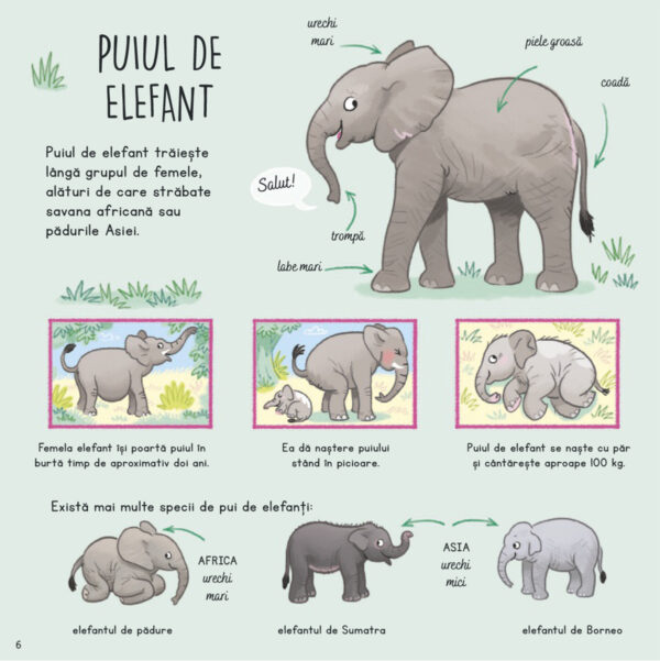 ce-stii-despre-puii-de-animale-salbatice4 Ce știi despre puii de animale sălbatice?